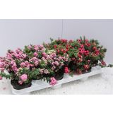 TRAJNICA PERNECIJA MIX L11