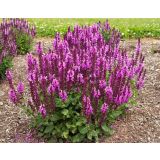 TRAJNICA SALVIA L17 CM