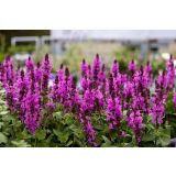 TRAJNICA SALVIA L17 CM