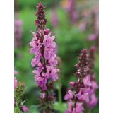 TRAJNICA SALVIA L17 CM