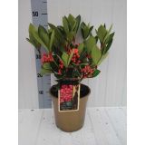 TRAJNICA SKIMMIA JAPONICA OBSESSION