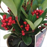 TRAJNICA SKIMMIA JAPONICA OBSESSION