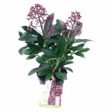 TRAJNICA SKIMMIA JAPONICA RUBELLA