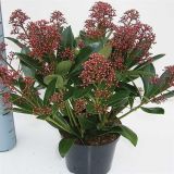 TRAJNICA SKIMMIA JAPONICA RUBELLA