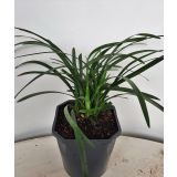 TRAJNICA TRAVASTA LILIJA L17