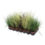 TRAJNICA TRAVE MIX-ŠAŠI CAREX MIX