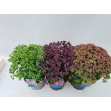 TRAJNICA VELIKA HERMELIKA MIX L17