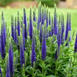 TRAJNICA VERONIKA (VERONICA ANNIVERSARY BLUE) L17CM
