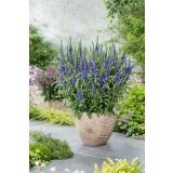 TRAJNICA VERONIKA (VERONICA ANNIVERSARY BLUE) L17CM