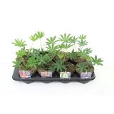 TRAJNICA VOLČJI BOB MIXED L13