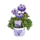 TRAJNICA VOLMARY ANEMONE CORONARIA ANIMO DOUBLE