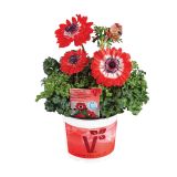 TRAJNICA VOLMARY ANEMONE CORONARIA ANIMO DOUBLE