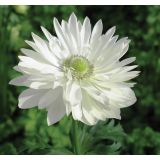 TRAJNICA VOLMARY ANEMONE CORONARIA ANIMO DOUBLE