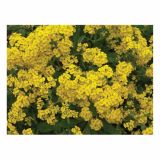 TRAJNICE MIX VOLMARY BLAZINASTE 10.5 CM MIX