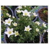 TRAJNICE MIX VOLMARY BLAZINASTE 10.5 CM MIX