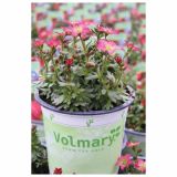 TRAJNICE MIX VOLMARY BLAZINASTE 10.5 CM MIX