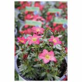 TRAJNICE MIX VOLMARY BLAZINASTE 10.5 CM MIX