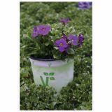 TRAJNICE MIX VOLMARY BLAZINASTE 10.5 CM MIX