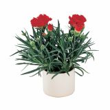 NAGELJ VOLMARY DIANTHUS CARYOPHYLLUS SUNFLOR L12