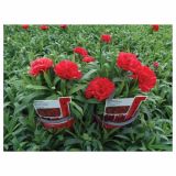 NAGELJ VOLMARY DIANTHUS CARYOPHYLLUS SUNFLOR L12