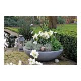 TELOH VOLMARY HELLEBORUS NIGER WINTERSUN-BOŽIČNI L14