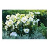 TELOH VOLMARY HELLEBORUS NIGER WINTERSUN-BOŽIČNI L14