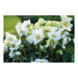 TELOH VOLMARY HELLEBORUS NIGER WINTERSUN-BOŽIČNI L14