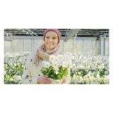 TELOH VOLMARY HELLEBORUS NIGER WINTERSUN-BOŽIČNI L14