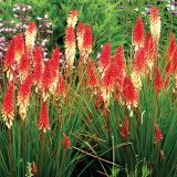 TRAJNICA VOLMARY KNIPHOFIA UVARIA L17 MIX BAKLASTATA LILIJA