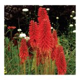 TRAJNICA VOLMARY KNIPHOFIA UVARIA L17 MIX BAKLASTATA LILIJA