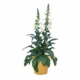 TRAJNICA VOLMARY L23 CM