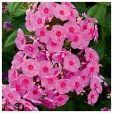 TRAJNICA VOLMARY L23 CM