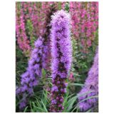 TRAJNICA VOLMARY L23 CM