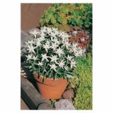 PLANIKA VOLMARY LEONTOPODIUM ALPINUM ALPINE GLORY L13