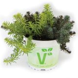 TRAJNICA VOLMARY SEDUM TRIO MIX