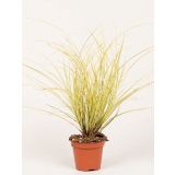 TRAVE CAREX (ŠAŠ) L8 CM