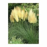 TRAVE PAMPAŠKA TRAVA L19 MIX SORT