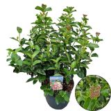 TRAVE MEDVEDJA BILNICA AMIGREEN L17