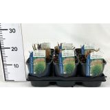 TRAVE MORNING LIGHT L17 CM