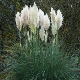 TRAVE PAMPAŠKA L23 CM