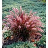 TRAVE PERJANKA BURGUNDY BUNNY (PENNISETUM) L17 CM