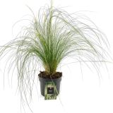 TRAVE STIPA TEN. PONYTAILS L10.5 CM