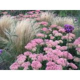 TRAVE STIPA TEN. PONYTAILS L10.5 CM