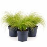 TRAVE STIPA TEN. PONYTAILS L17 CM