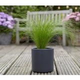 TRAVE STIPA TEN. PONYTAILS L17 CM