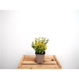 TRDOLESKA EMERALD GOLD EMERALD GOLD L9