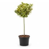 TRDOLESKA EMERALD 'N GOLD NA DEBLU 50 CM L3 L