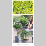 TRDOLESKA EMERALD 'N GOLD NA DEBLU 50 CM L3 L