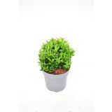 TRDOLESKA GREEN SPIRE KROGLA 20 CM L17 CM