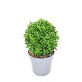 TRDOLESKA GREEN SPIRE KROGLA 28-30 CM L23 CM